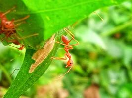 Weaver ants crawling on a leaf with a close-up horizontal view photo
