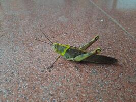 Grasshopper Insect on red tile floor photo