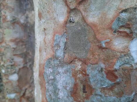 Tree trunk texture close up photography photo