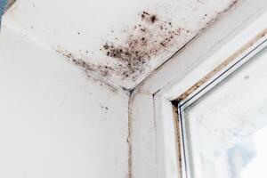 A blackened blooming fungus in the corner of the window. photo