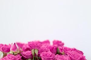 Small pink bush roses on a white background with a place for text photo