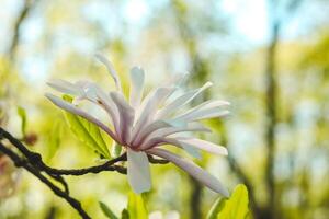 White magnolia flower close-up in botanical garden photo