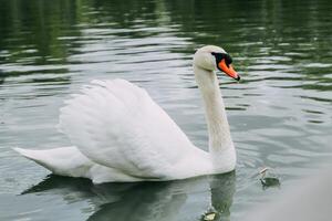 A white swan in a large lake close-up photo