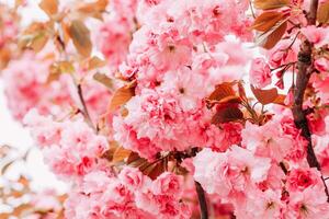 Blooming pink sakura close-up, floral background photo