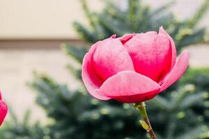 Pink magnolia flower close-up in botanical garden photo