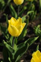 Close-up of a yellow tulip in a botanical garden photo