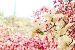 White magnolia flower close-up in botanical garden photo