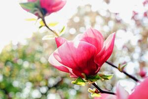 Pink magnolia flower close-up in botanical garden photo