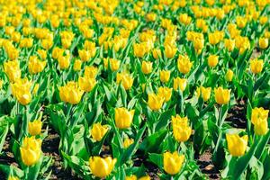 Close-up of a yellow tulip in a botanical garden photo