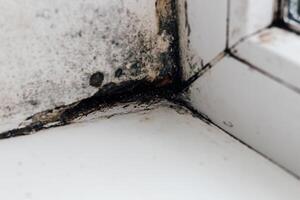A blackened blooming fungus in the corner of the window. photo
