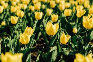 Close-up of a yellow tulip in a botanical garden photo