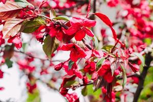 Blooming pink apple tree close-up, floral background photo