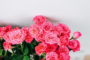 Small pink bush roses on a white background with a place for text photo