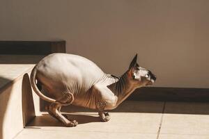Canadian bald Sphynx cat with blue eyes basking in the sun photo