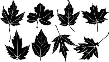 Maple leaf for Print vector