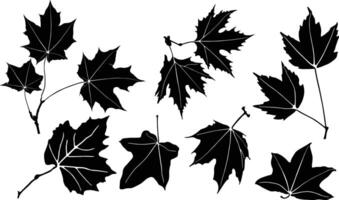 Maple Leaf Set with branch vector