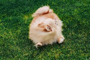 un Pelirrojo perro de Pomerania perro es jugando en un verde césped foto