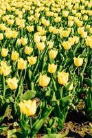 Close-up of a yellow tulip in a botanical garden photo