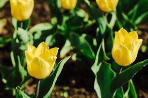 Close-up of a yellow tulip in a botanical garden photo