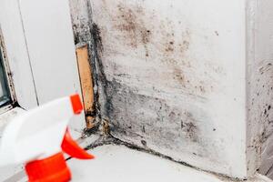 A blackened blooming fungus in the corner of the window, spray from the fungus. photo