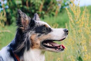 A dog of the Australian Shepherd breed with brown eyes on a walk, close-up. photo