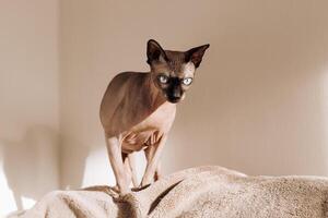 A bald cat of the Canadian Sphynx breed. photo