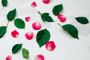 Petals of pink roses on a white background with a place for text. photo