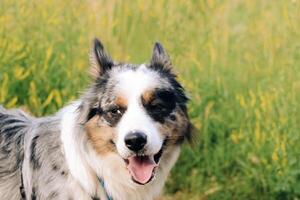 A dog of the Australian Shepherd breed with brown eyes on a walk, close-up. photo