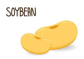 Soybean isolated . Soybean on white background. vector