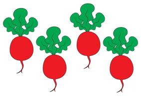 Set of radish isolated on white background vector