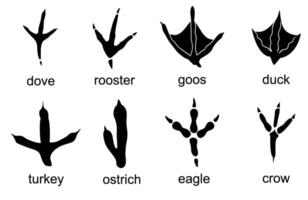 Bird tracks with name set. Avian tracks on a white background - bird footprint. Collection of foots bird, crow, duck, goose, eagle, dove, ostrich footprint vector