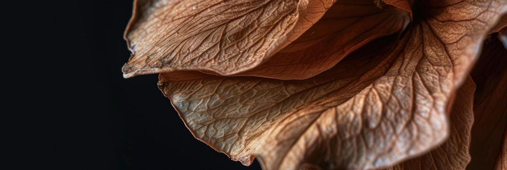 seco flor pétalo textura en negro fondo, elegante naturaleza detalle foto