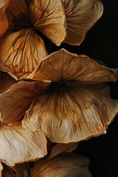 seco flor pétalo textura en negro fondo, elegante naturaleza detalle foto