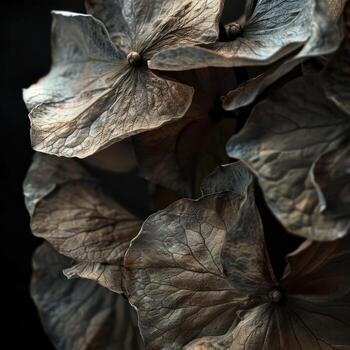 seco flor pétalo textura en negro fondo, elegante naturaleza detalle foto