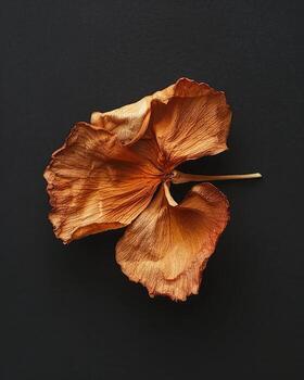 seco flor pétalo textura en negro fondo, elegante naturaleza detalle foto