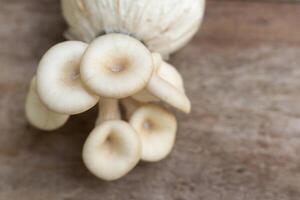 Oyster Mushroom Phoenix Mushroom Lung Oyster Mushroom prefers in warm and moist weather while it can grow on cottonwood. good choice of food for vegetarian. photo