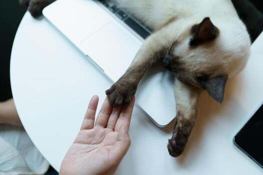 mujer trabajando desde hogar con gato. gato dormido en el ordenador portátil teclado. asistente gato trabajando a ordenador portátil foto