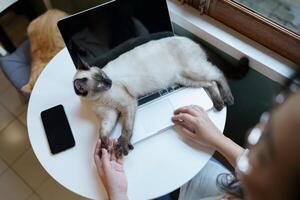 woman working from home with cat. cat asleep on the laptop keyboard. assistant cat working at Laptop photo