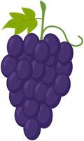 Grape flat illustration isolated on white background. vector