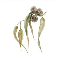 Gum tree leaves. Eucalyptus branch with seed pods. Watercolor illustration isolated on white background. Hand drawn botanical element for Australian endemic nature cards, invitations and art designs vector