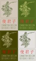 Set of drawing COMBRETUM INDICUM in Chinese in various colors. Hand drawn illustration. The Latin name is QUISQUALIS INDICA L. vector