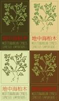 Set of drawing MEDITERRANEAN CYPRESS in Chinese in various colors. Hand drawn illustration. The Latin name is CUPRESSUS SEMPERVIRENS L. vector