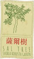 Drawing SAL TREE in Chinese. Hand drawn illustration. The Latin name is SHOREA ROBUSTA GAERTN. vector