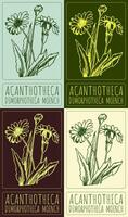 Set of drawing ACANTHOTHECA in various colors. Hand drawn illustration. The Latin name is DIMORPHOTHECA MOENCH. vector