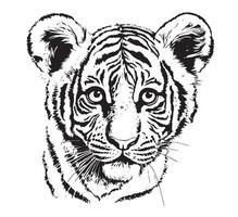 Tiger cub drawn with ink from the hands of a predator vector