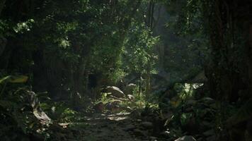 A scenic dirt path surrounded by lush forest in New Zealand. mountain path photo