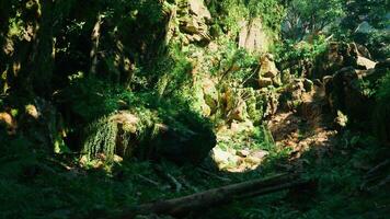 A lush green forest filled with lots of trees. mountain path photo