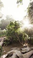 Sunlight Filtering Through Trees and Rocks photo