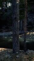 Serene Forest Creek at Twilight photo