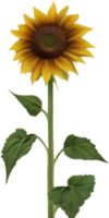 Sunflower clipart for creative projects. AI-generated. png